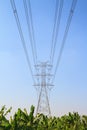 Big electric tower pole over banana farm