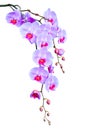 Big elegant branch of lilac orchid flowers with buds