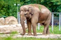 Big elephant animal eating grass at the zoo Royalty Free Stock Photo