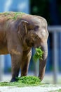 Big elephant animal eating grass at the zoo Royalty Free Stock Photo