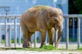 Big elephant animal eating grass at the zoo Royalty Free Stock Photo