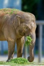 Big elephant animal eating grass at the zoo Royalty Free Stock Photo