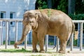 Big elephant animal eating grass at the zoo Royalty Free Stock Photo