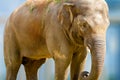 Big elephant animal eating grass at the zoo Royalty Free Stock Photo