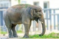 Big elephant animal eating grass at the zoo Royalty Free Stock Photo