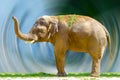 Big elephant animal eating grass at the zoo Royalty Free Stock Photo