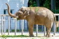 Big elephant animal eating grass at the zoo Royalty Free Stock Photo