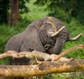 Big elephant breaks a tree. Africa. Kenya. Tanzania. Serengeti. Maasai Mara. Royalty Free Stock Photo