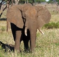 Big elephant bull flapping its ears, East Africa Royalty Free Stock Photo