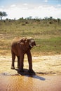 Big elephant in East Africa. beautiful portrait at the waterhole in Kenya. Portrait while drinking Royalty Free Stock Photo