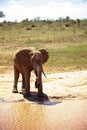 Big elephant in East Africa. beautiful portrait at the waterhole in Kenya. Portrait while drinking Royalty Free Stock Photo