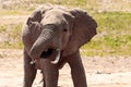 Big elephant in East Africa. beautiful portrait at the waterhole in Kenya. Portrait while drinking Royalty Free Stock Photo