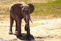 Big elephant in East Africa. beautiful portrait at the waterhole in Kenya. Portrait while drinking Royalty Free Stock Photo