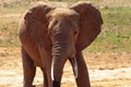 Big elephant in East Africa. beautiful portrait at the waterhole in Kenya. Portrait while drinking Royalty Free Stock Photo