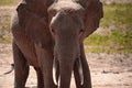 Big elephant in East Africa. beautiful portrait at the waterhole in Kenya. Portrait while drinking Royalty Free Stock Photo