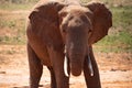 Big elephant in East Africa. beautiful portrait at the waterhole in Kenya. Portrait while drinking Royalty Free Stock Photo