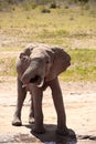 Big elephant in East Africa. beautiful portrait at the waterhole in Kenya. Portrait while drinking Royalty Free Stock Photo