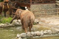 The big elephant eats a green grass. Elephant eat grass at the zoo. Back view of an elephant eating grass Royalty Free Stock Photo