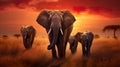 big elephant family walking by sunny savannah at sunset, animals of africa Royalty Free Stock Photo