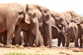 Big Elephant group