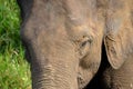 Big elephant head detail photo in nature Royalty Free Stock Photo