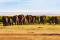 Big Elephant Herd