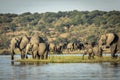 Big elephant herd standing by edge of Chobe River drinking water in golden afternoon light in Botswana Royalty Free Stock Photo