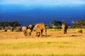 Big Elephant herd at sunrise