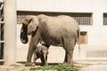 A big elephant and little elephan Royalty Free Stock Photo