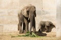 A big elephant and little elephan Royalty Free Stock Photo