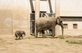 A big elephant and little elephan