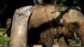 Big elephant mamals nature photography Royalty Free Stock Photo