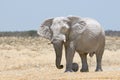 Big elephant in Namibia