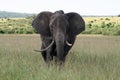 Big elephant in a national reserve