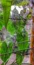 Big elephant plant with shower time