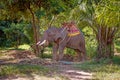 Big elephant rests between tourists ridings