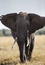 Big elephant in the savanna. Africa. Kenya. Tanzania. Serengeti. Maasai Mara. Royalty Free Stock Photo