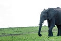 Big elephant smiling in masai mara, kenya, africa. Royalty Free Stock Photo