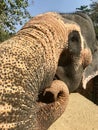 Big elephant from Sri lanka