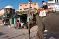 Big elephant walking down the sunny street