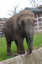 Elephant in the zoo garden Royalty Free Stock Photo