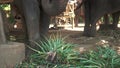 Big elephants eating plants in safari zoo