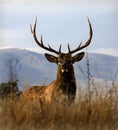 Big Elk Large Rack Horns Montana