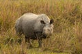 Really big endangered indian rhino male in the nature habitat of Kaziranga national park in India