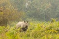 Really big endangered indian rhino male in the nature habitat of Kaziranga national park in India Royalty Free Stock Photo