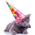 Big english party cat Royalty Free Stock Photo