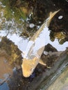 big enough koi fish in the pond in front of the house