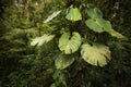 Big epiphyte plant from the jungles of Costa Rica