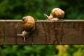 Big escargot snails on wooden bar in the rain