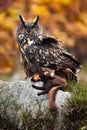 Big Eurasian Eagle Owl sitting on stone with kill brown Marten during orange autumn. Eurasian Eagle with kill. Owl autumn photo.